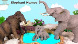 Elephant Names