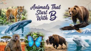 Animals That Start With B