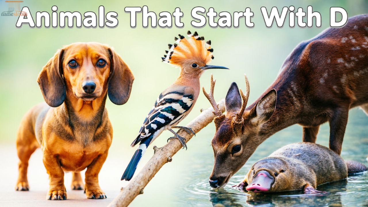 Animals That Start With D