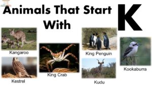 Animals That Start With K