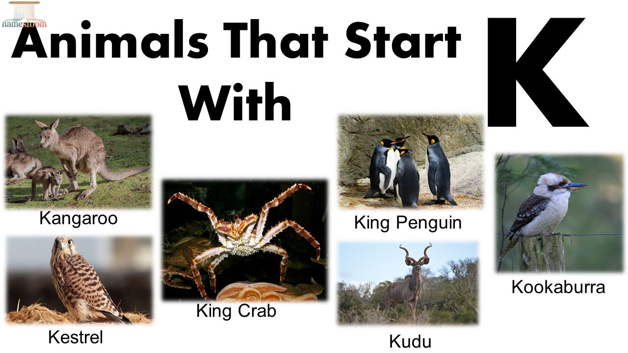 Animals That Start With K