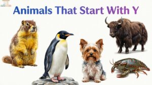 Animals That Start With Y