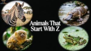 Animals That Start With Z