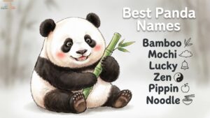 Best Panda Names