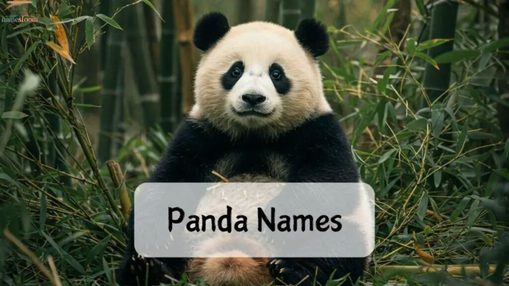 Cartoon Panda Names
