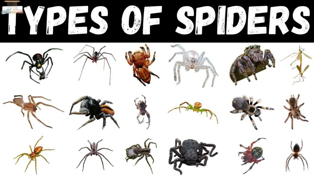Categories of Spider Names