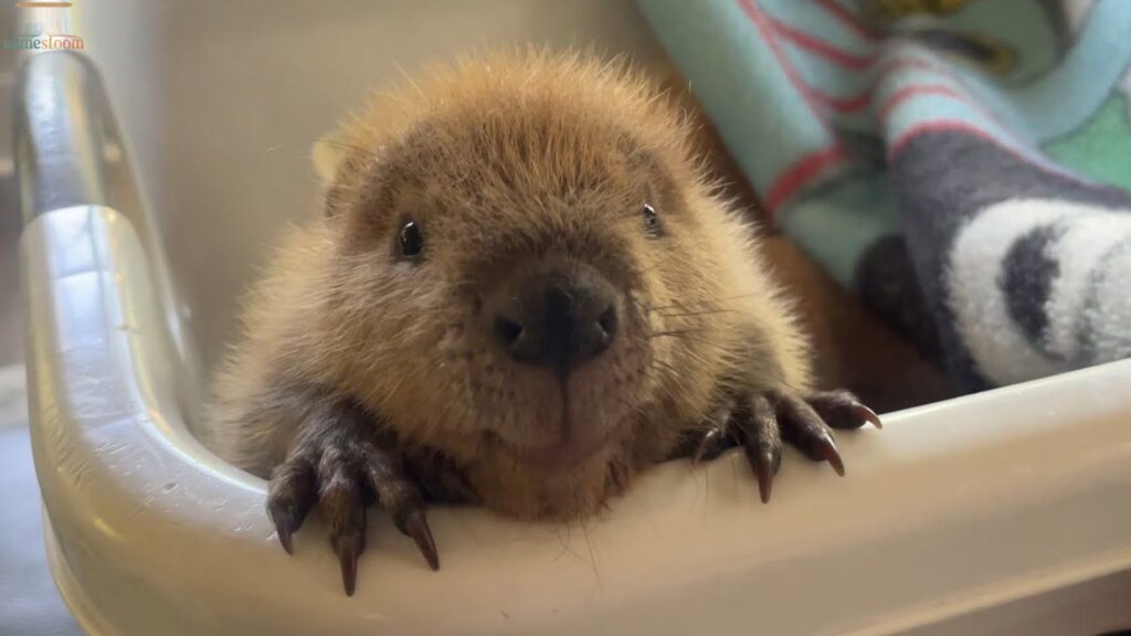 Cute Beaver Names