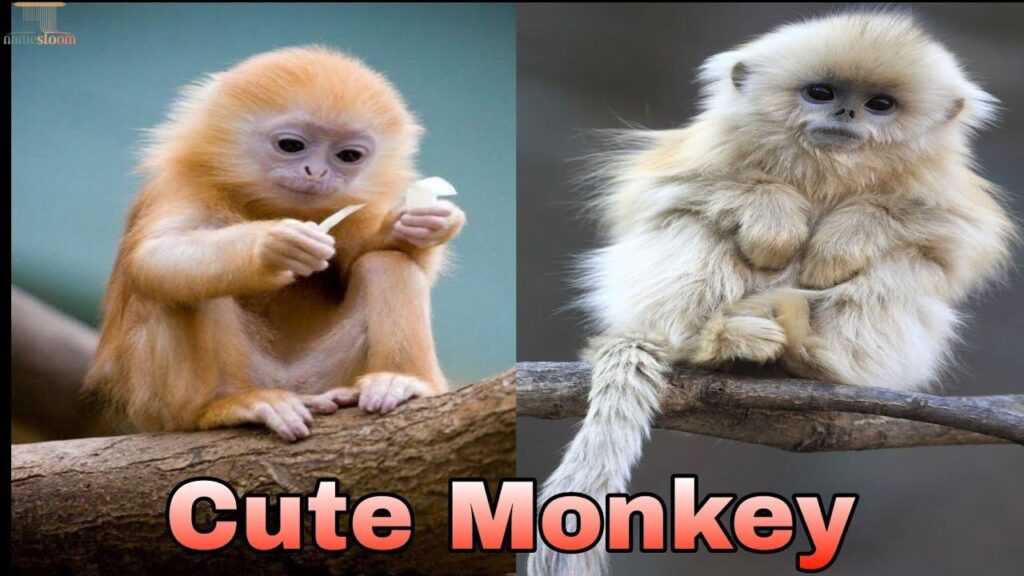 Cute Monkey Names