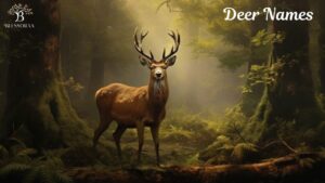 Deer Names