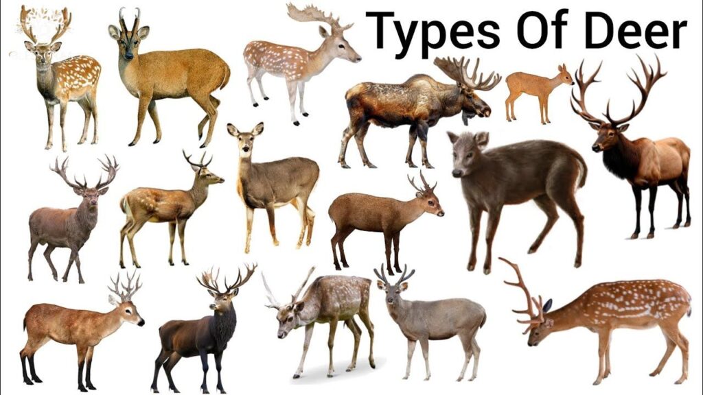 Gender-Specific Young Deer Names