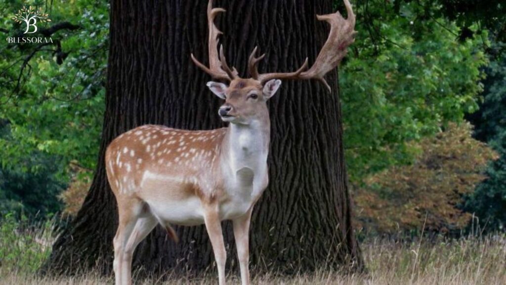 General Deer Names