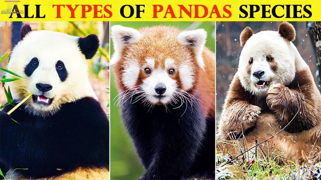 Good Names for Panda by Category