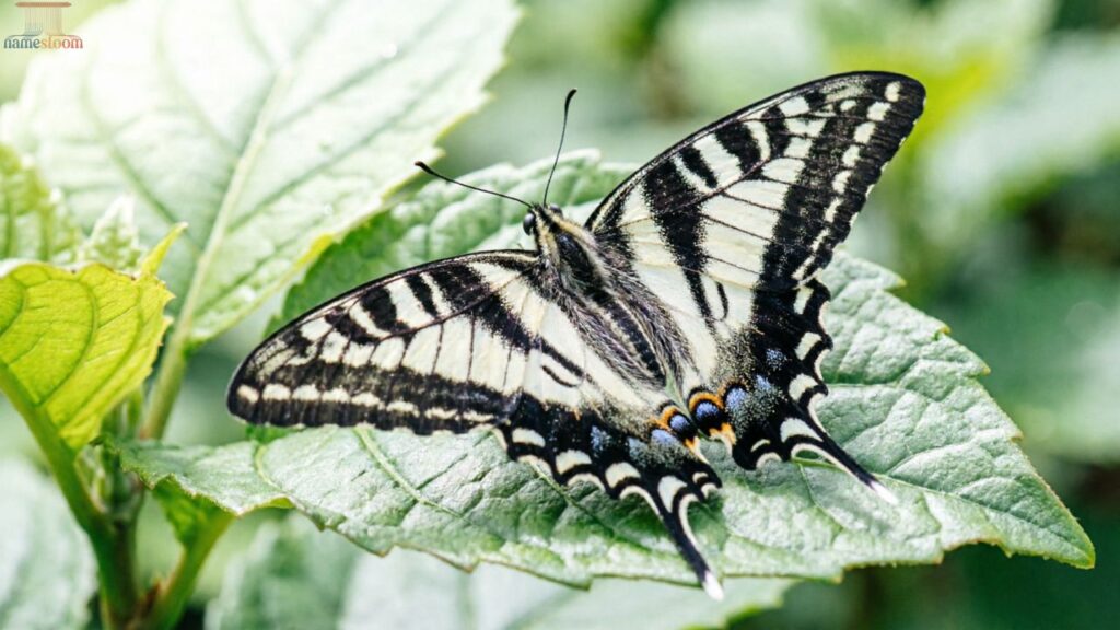 Insects & Small Z Creatures