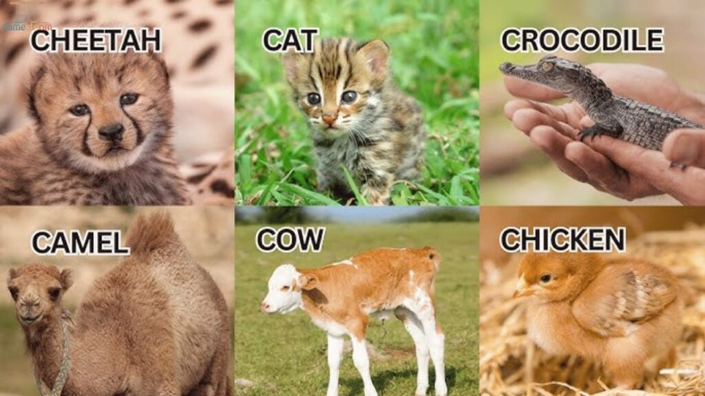 Mammals That Start With C
