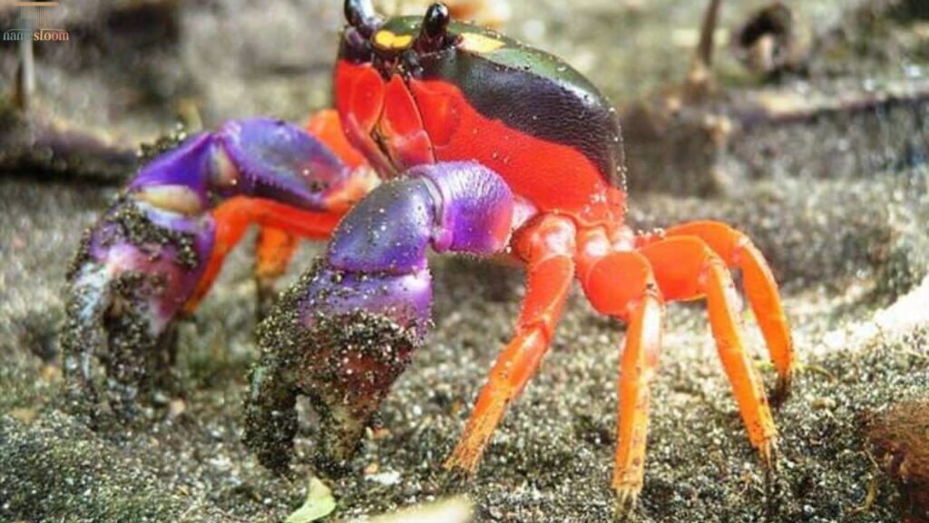 More Fascinating W Animals