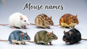 Mouse names