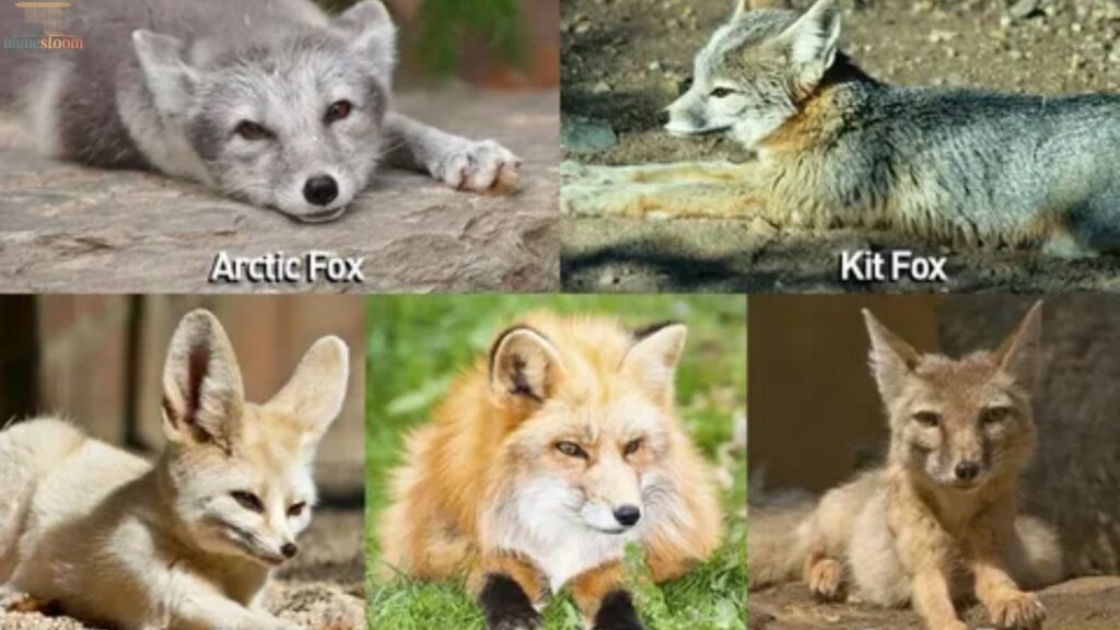 Names of Famous Foxes in Media