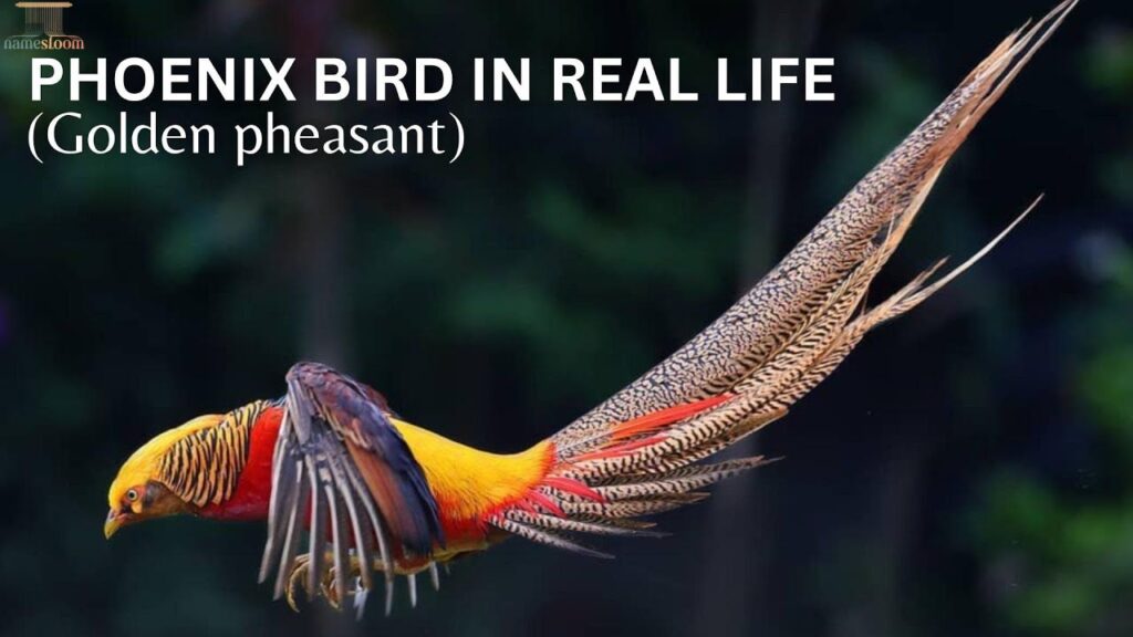Nature-Inspired Phoenix Names