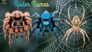 Spider Names