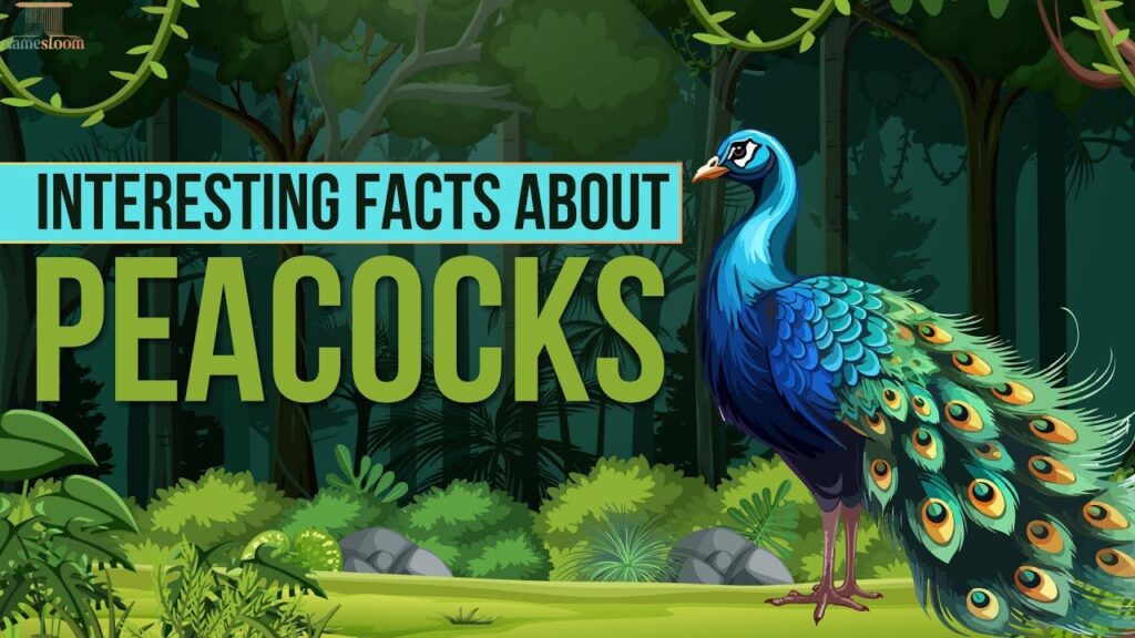Tips for Choosing the Perfect Peacock Name