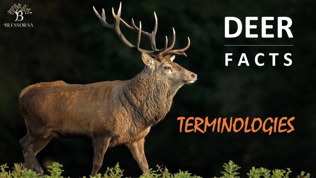 Traditional Male Deer Terminology