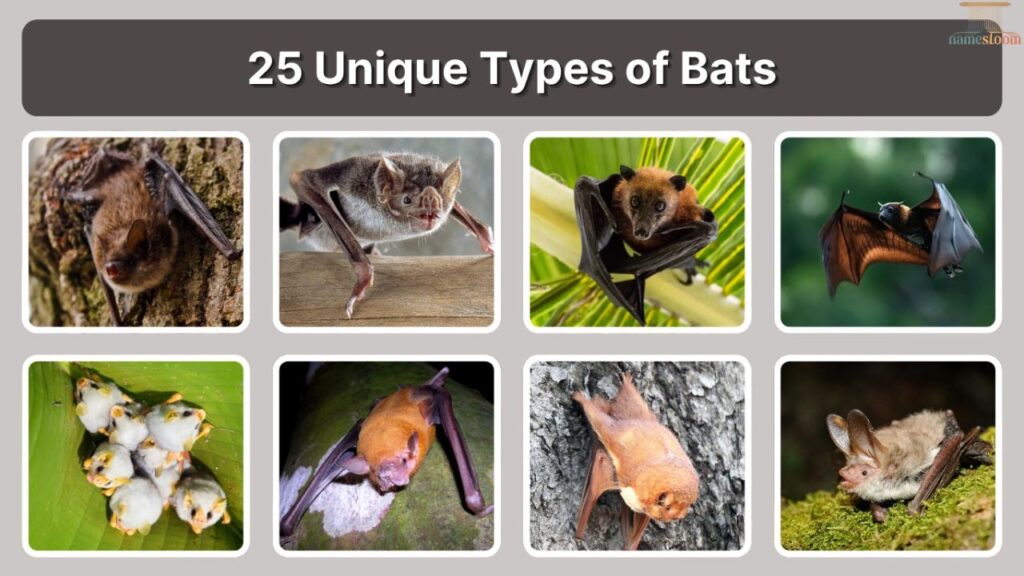 Unique and Cool Bat Names