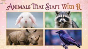 Animals That Start With R